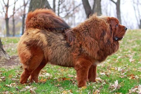 Tibetan mastiff breeder - The Tibetan Mastiff is a large dog breed that makes a great companion for giant dog lovers. ... Ask the breeder these and other questions to ensure that you will get a dog that fits into your family.